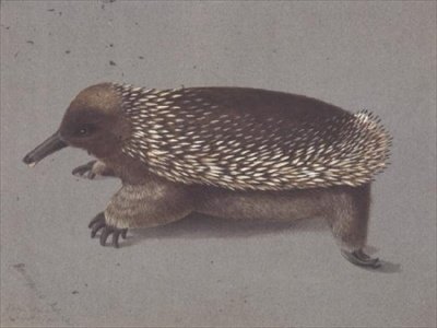 Spiny Echidna by William Buelow Gould